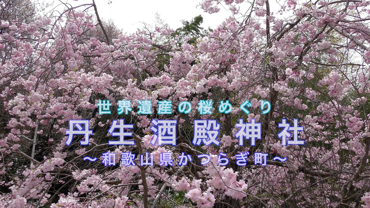 世界遺産の桜めぐり　丹生酒殿神社　紀伊山地の霊場と参詣道　和歌山県かつらぎ町　#World Heritage #Cherry Blossoms