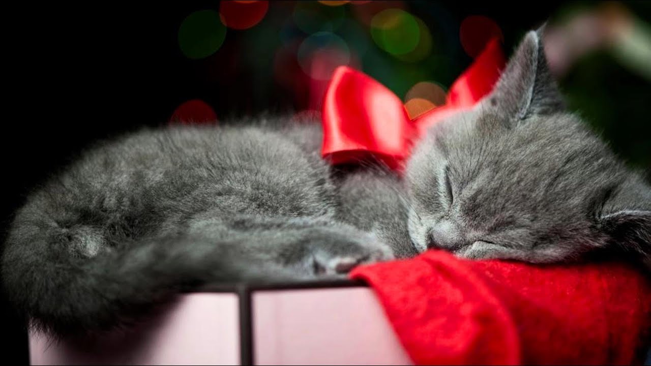 Kitten Christmas Surprise Compilation - New