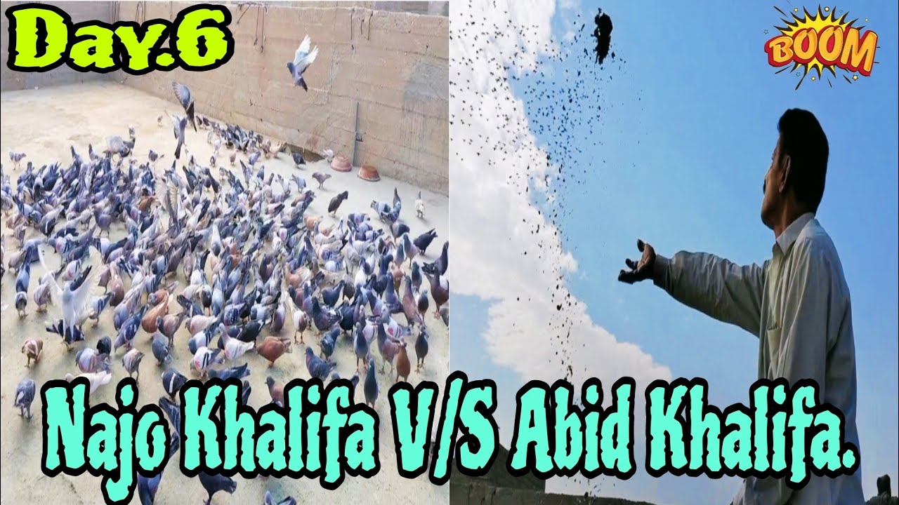 Shouq Ka Day 6 || Najo Khalifa V/S Abid Khalifa || 1040 Kabutar.. 🇵🇰