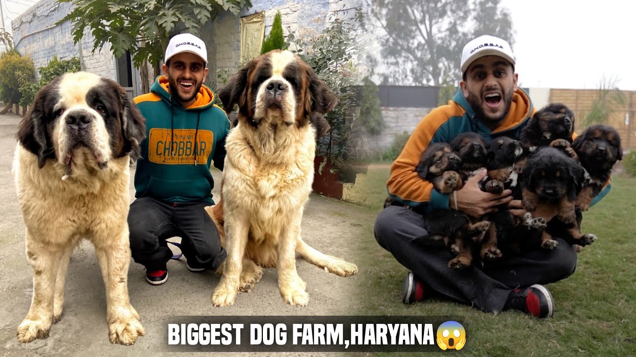 Biggest Dog Farm in Haryana,India😱🐶