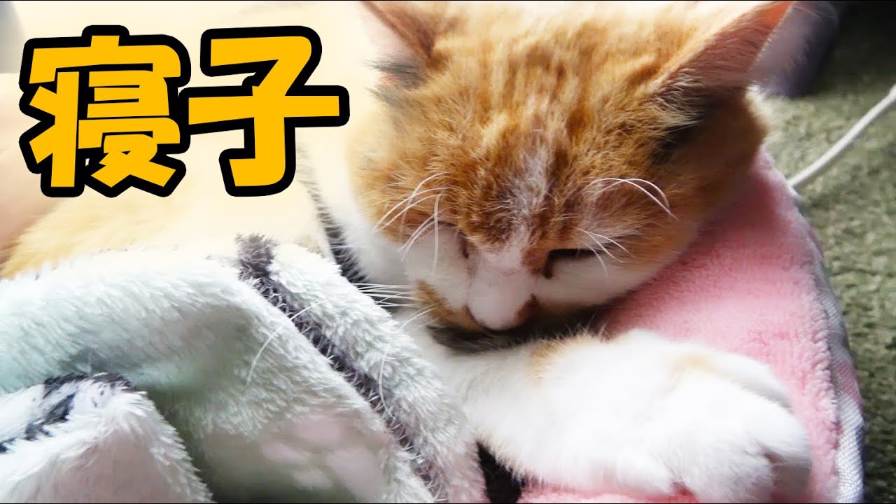 まる・みー・まりも遊びにいったらみんな寝てた！