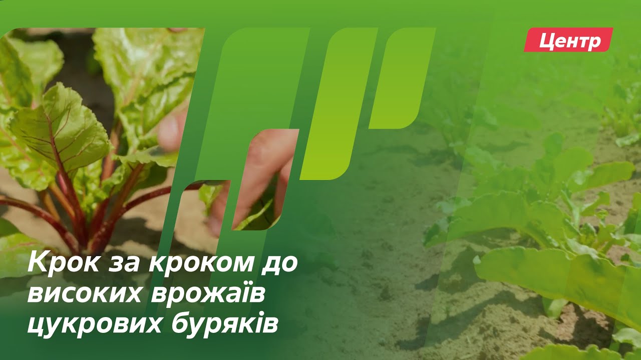 Крок за кроком до високих врожаїв цукрових буряків // Досвід. Байєр АгроАрена Центр