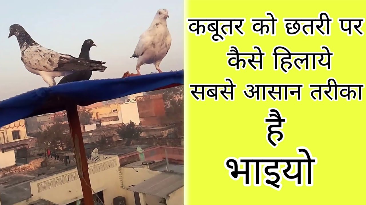 Kabootar ko chatri par kese hilaye 🤔??
