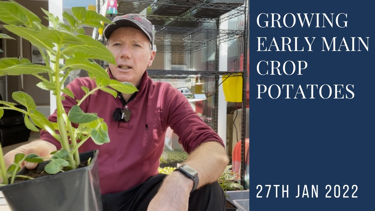Having fun growing main crop potatoes early, for a year round supply