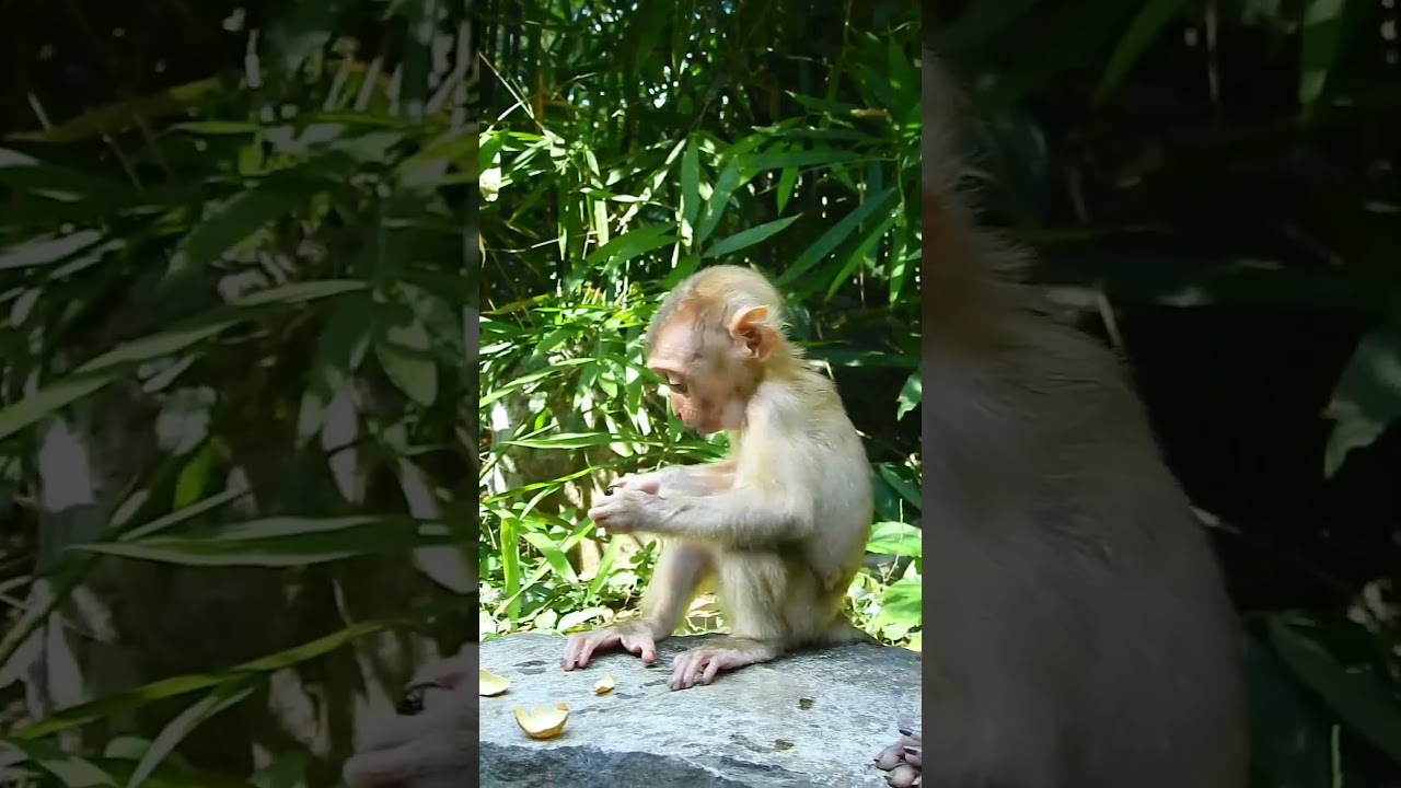 #baby Jessy 🐒🥰🤗😚😊🔥Baby Bone Bone Monkey Cute Jessy Are Eat lichee #shorts #wildlife #ytshorts