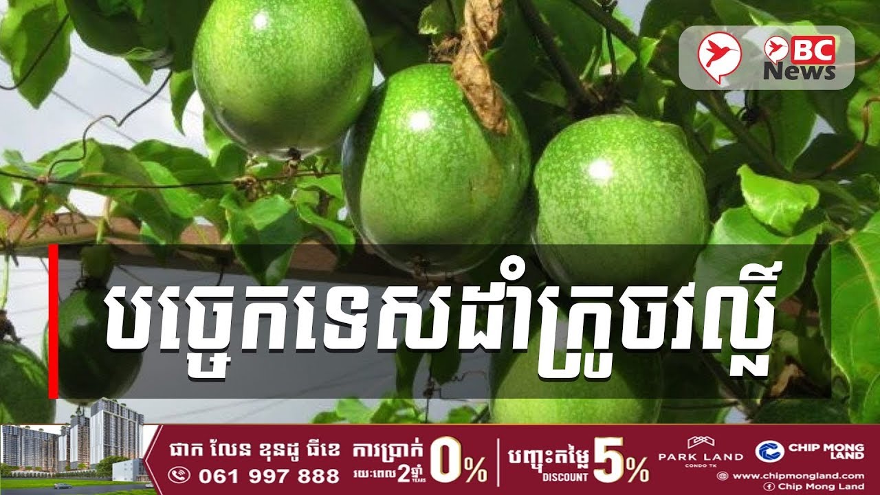 បច្ចេកទេសដាំក្រូចវល្លិ៍ | BC News