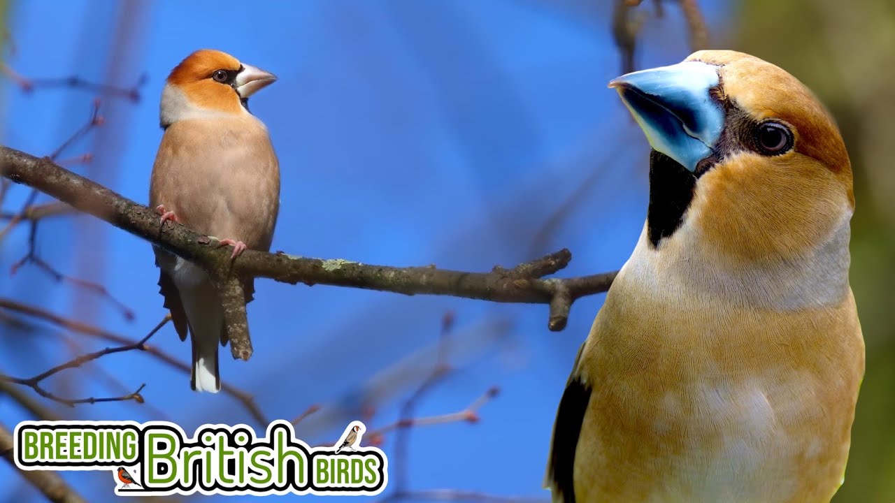 Weird & Wonderful HAWFINCH | Breeding British Birds S2:Ep7