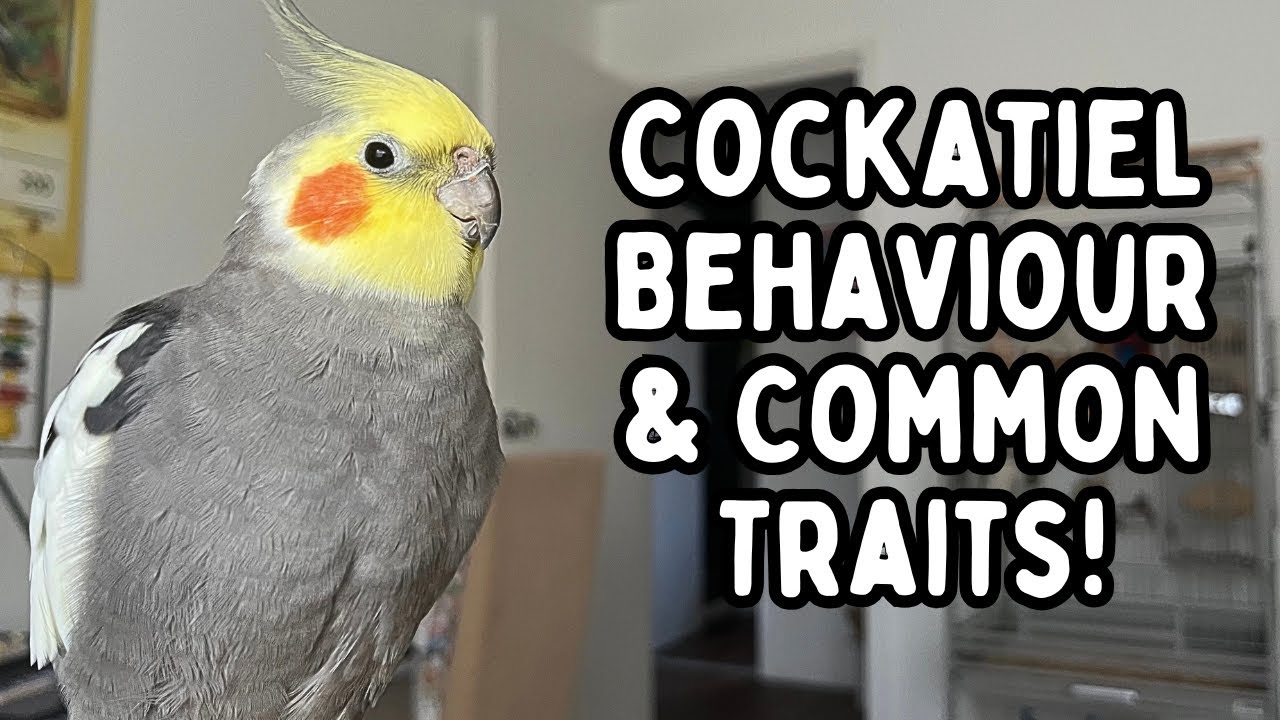 Cockatiel Behaviour | Helping You Understand Your Pet Cockatiels Behaviours | TheParrotTeacher