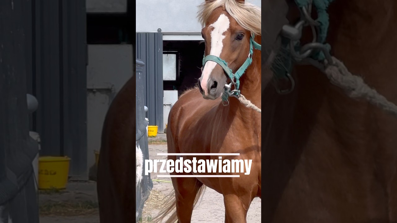 PODOBA SIĘ? #ogier #krycie klaczy #koniara #stajnia