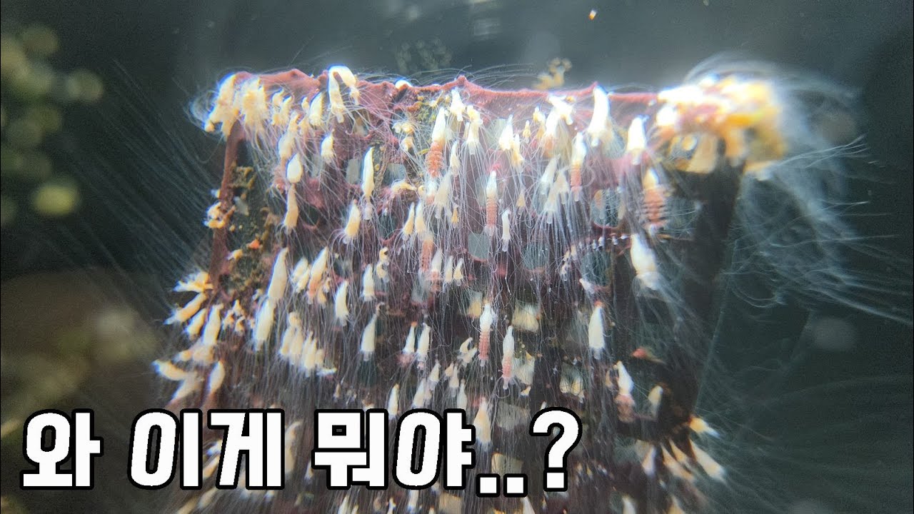 이걸로 억대 매출 찍었다는데..비밀이 있었네요..ㄷㄷ