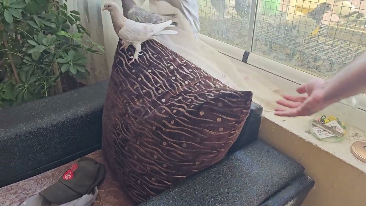 Bu hafta çıkacak kuslarımızla sezon filan yapıyoruz. selamlar saygılar.