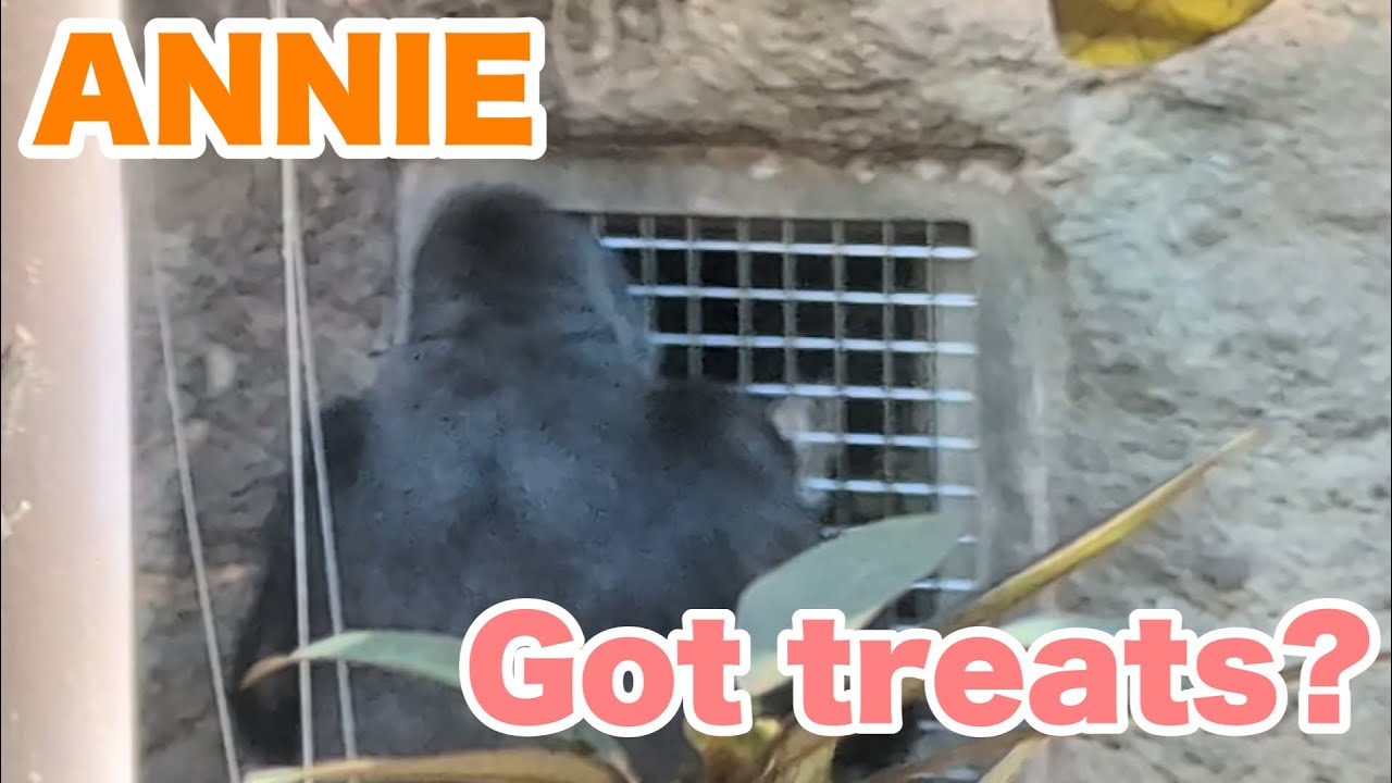 アニーちゃん、飼育員さんからおやつをもらった？【Annie got treats?】2026.02.15