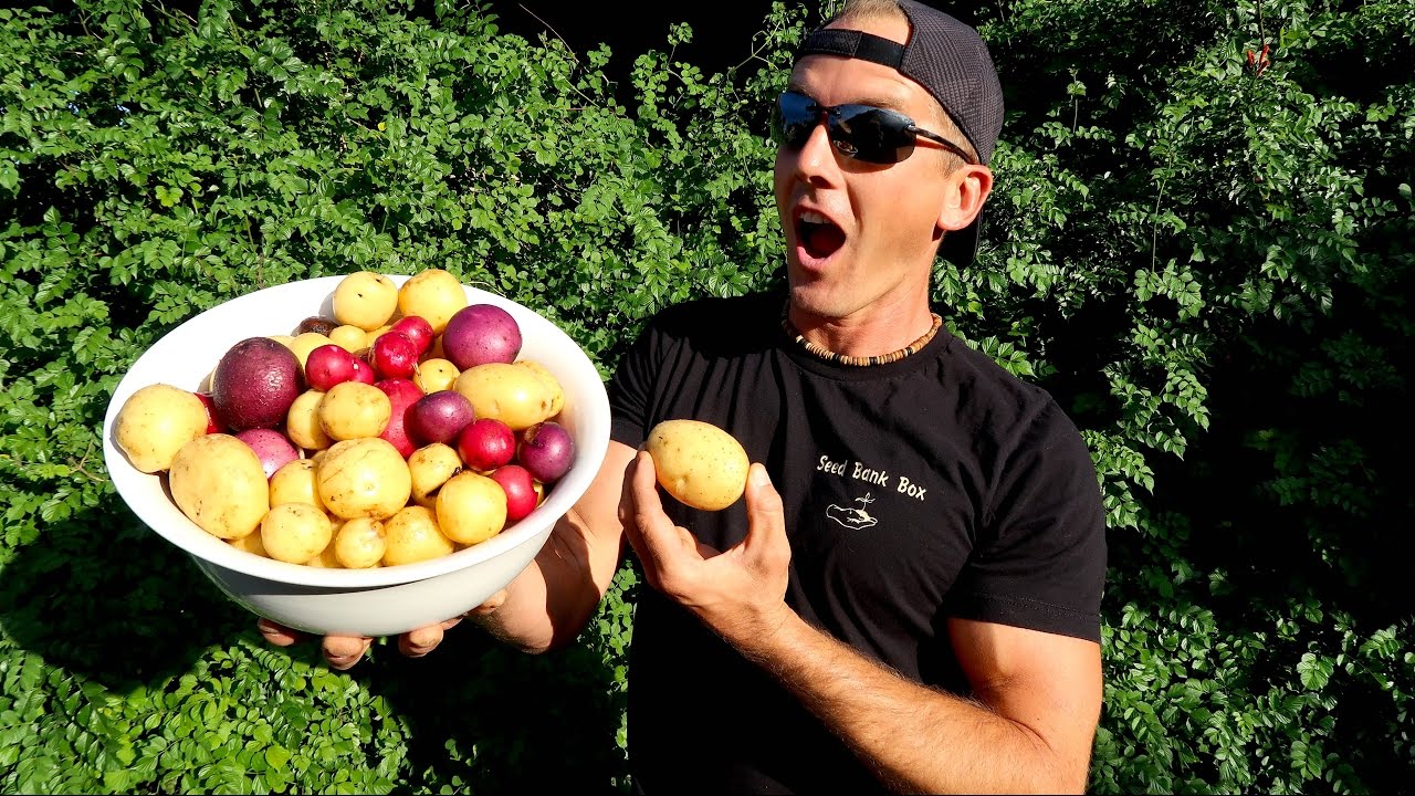 Growing Potatoes in My Front Yard Garden...AMAZING!