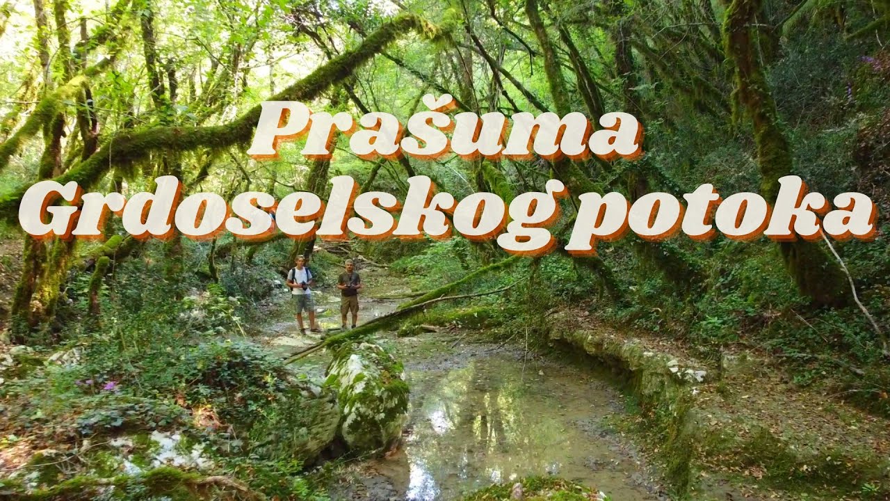 Pra&scaron;uma Grdoselskog potoka - istraživanje jedine istarske pra&scaron;ume