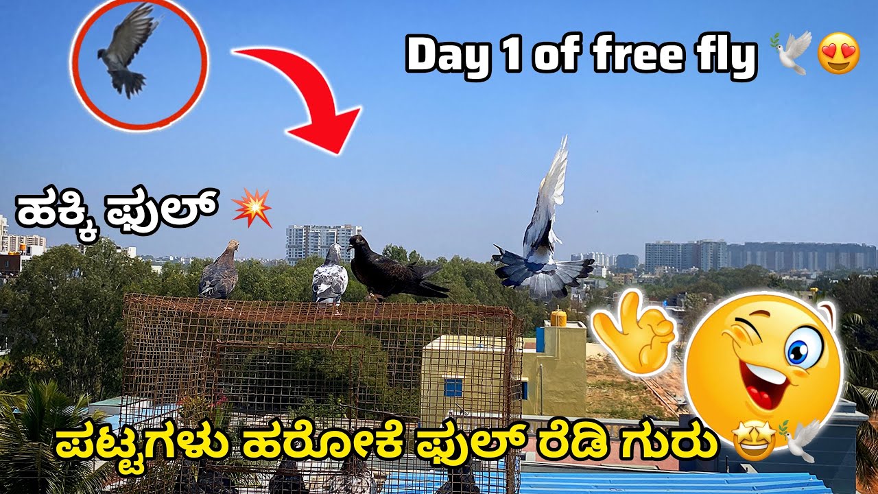 ಪಟ್ಟಗಳು ಹರೋಕೆ ಶುರು ಮಾಡಿದವೆ ||Prince loft|| free fly of baby Pegions in Kannada 🕊️😍❤️
