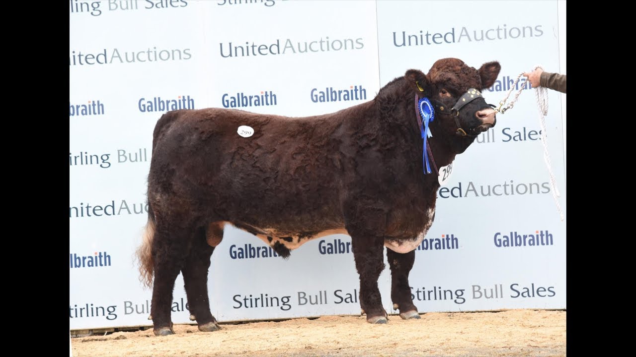 Sale of Beef Shorthorn Bulls 12.30pm Monday 17th October’22