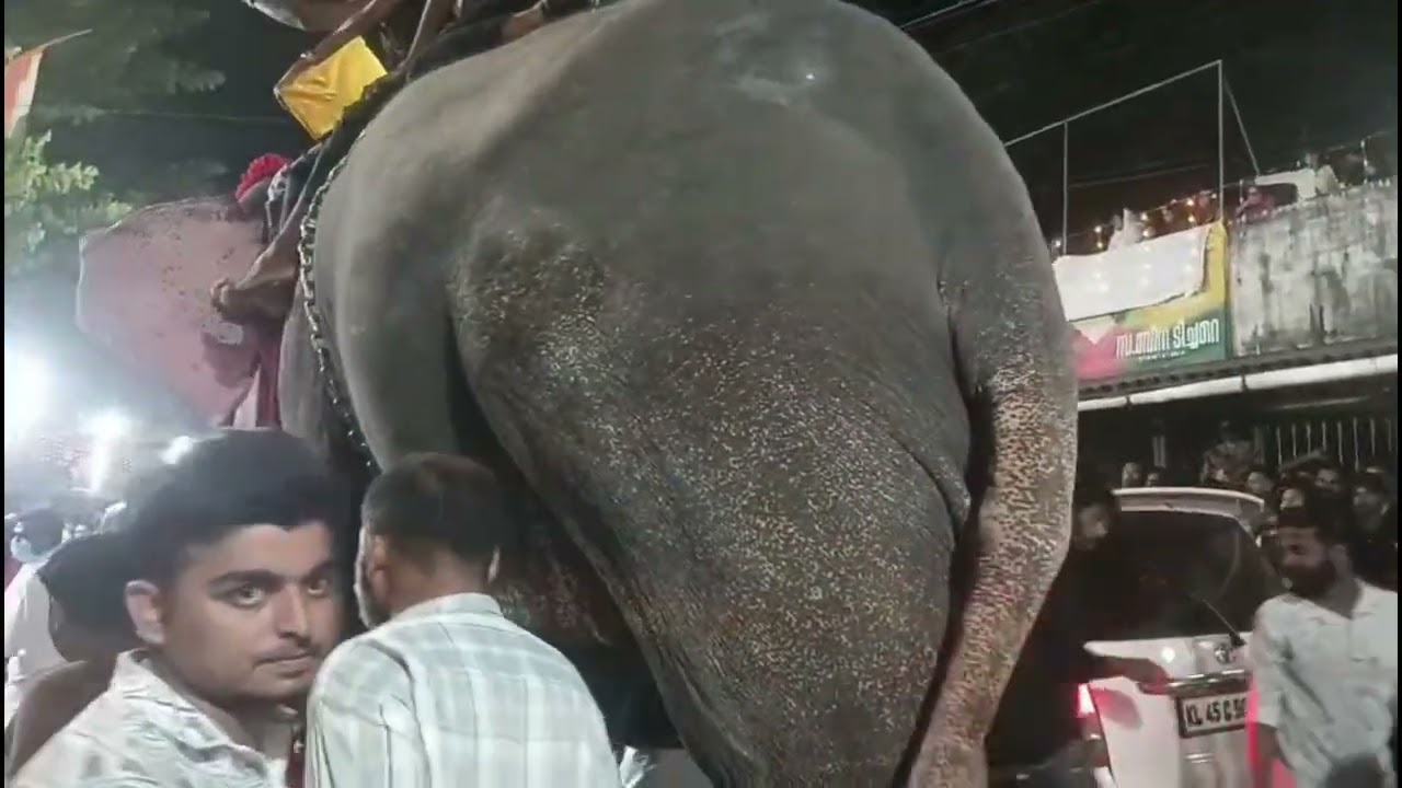 പാപ്പാൻ ആനയെ എന്താ ചെയ്യുന്നത് 🤔🤔 കാളിയാറോഡ് നേർച്ച 🐘🐘