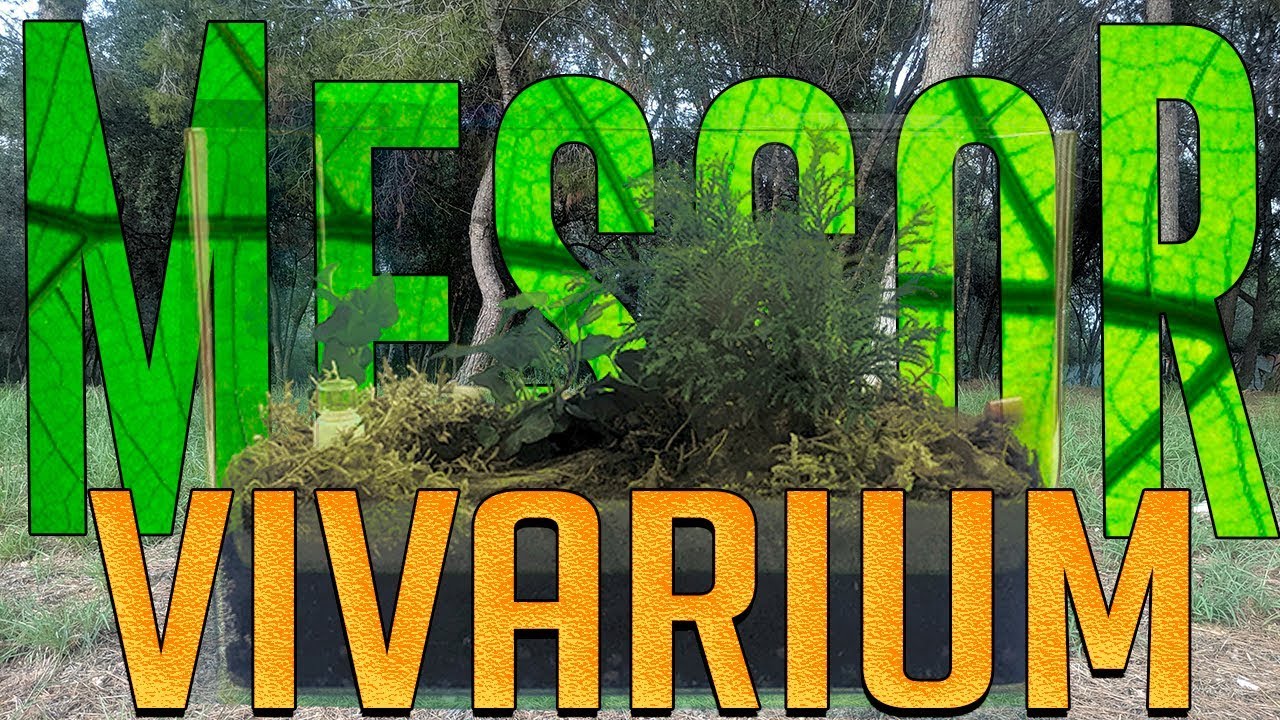 ANTenas || Messor Vivarium - Construcción de un trocito de Bosque