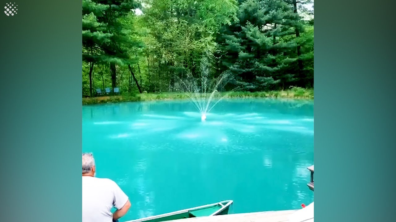 This family dyed their WHOLE pond bright BLUE! Check out the results...