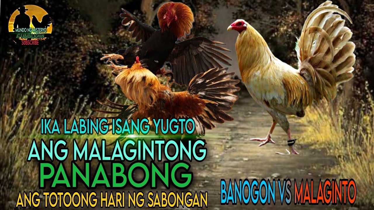 PART 11 EPISODE 1 l ANG MALAGINTONG PANABONG I SABONG l MUTYA l MUNDO NG MISTERYO AT KABABALAGHAN
