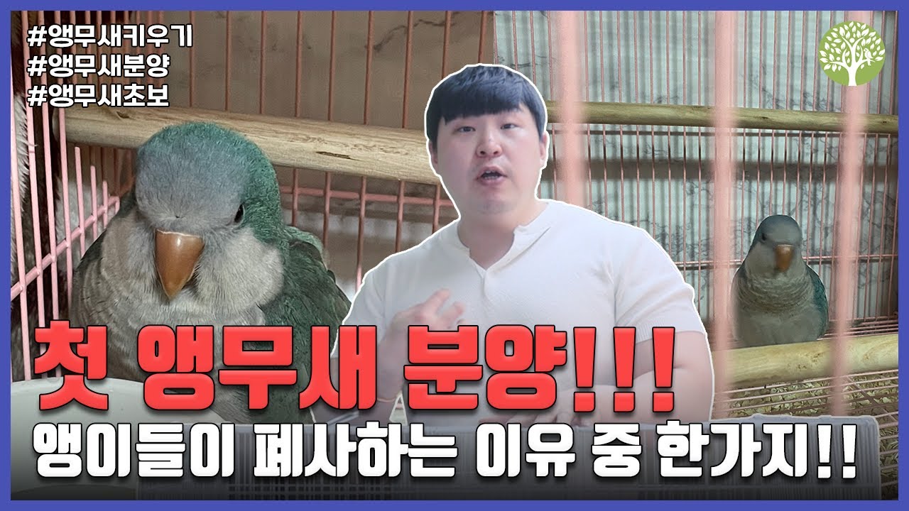 [앵무새키우기] 첫 앵무새 분양!! 앵이들이 폐사하는 이유 중 한가지!!