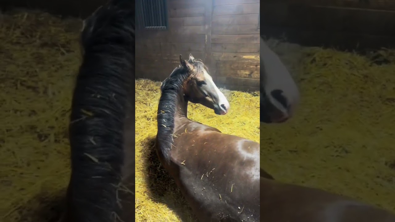 Newborn baby horse is here! 🐴✨ Witness this magical foal birth moment!