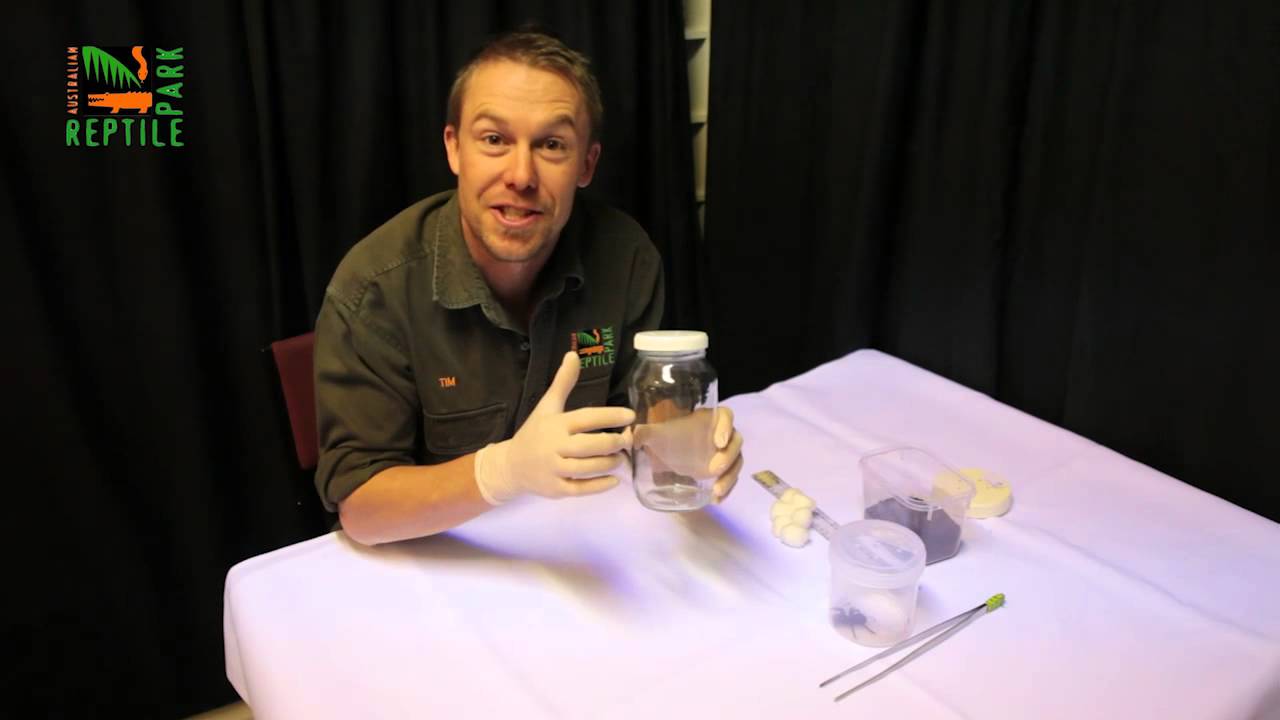 How to catch a Funnel Web spider