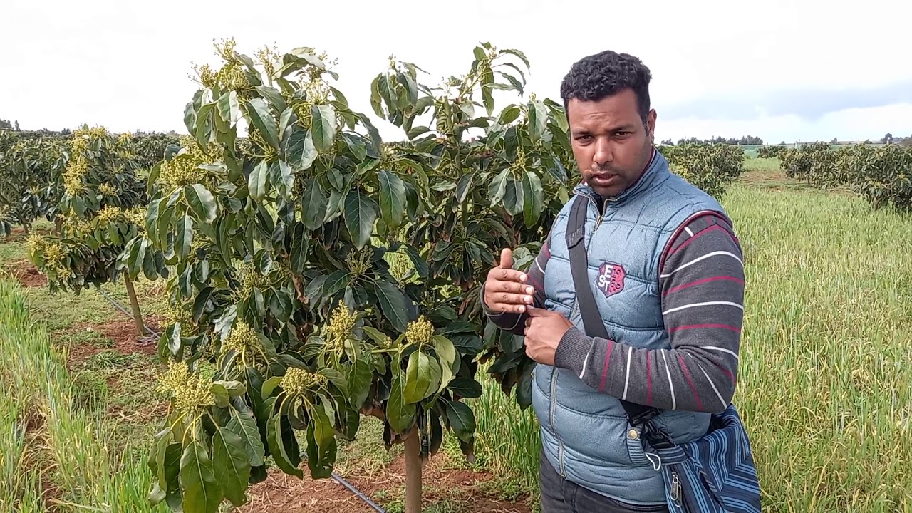 ضيعة أفوكادو ناجحة: ما العناصر المغذية التي تحتاجها هذت الشجرة ؟ fertilisastion d'avocatier