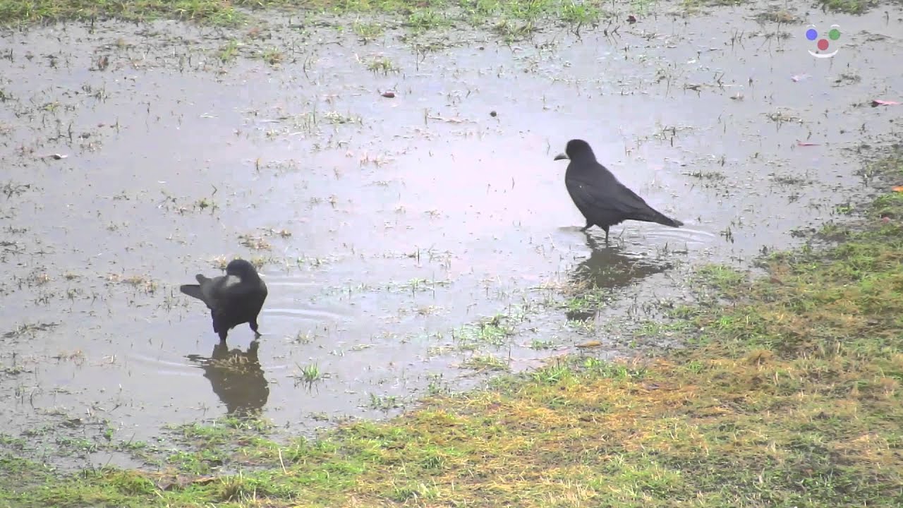 Corvus frugilegus - Havran poln&iacute;