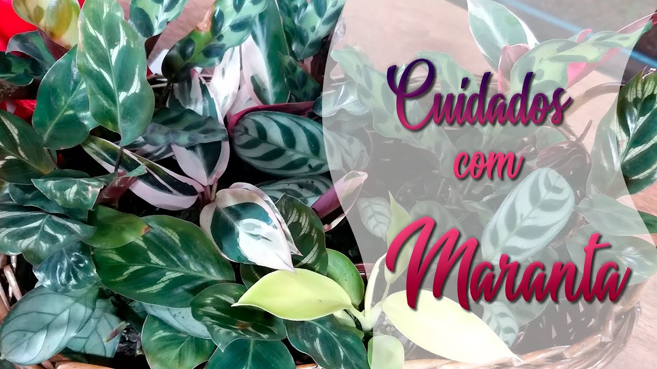 Como cuidar da planta Maranta | Flávia Kremer