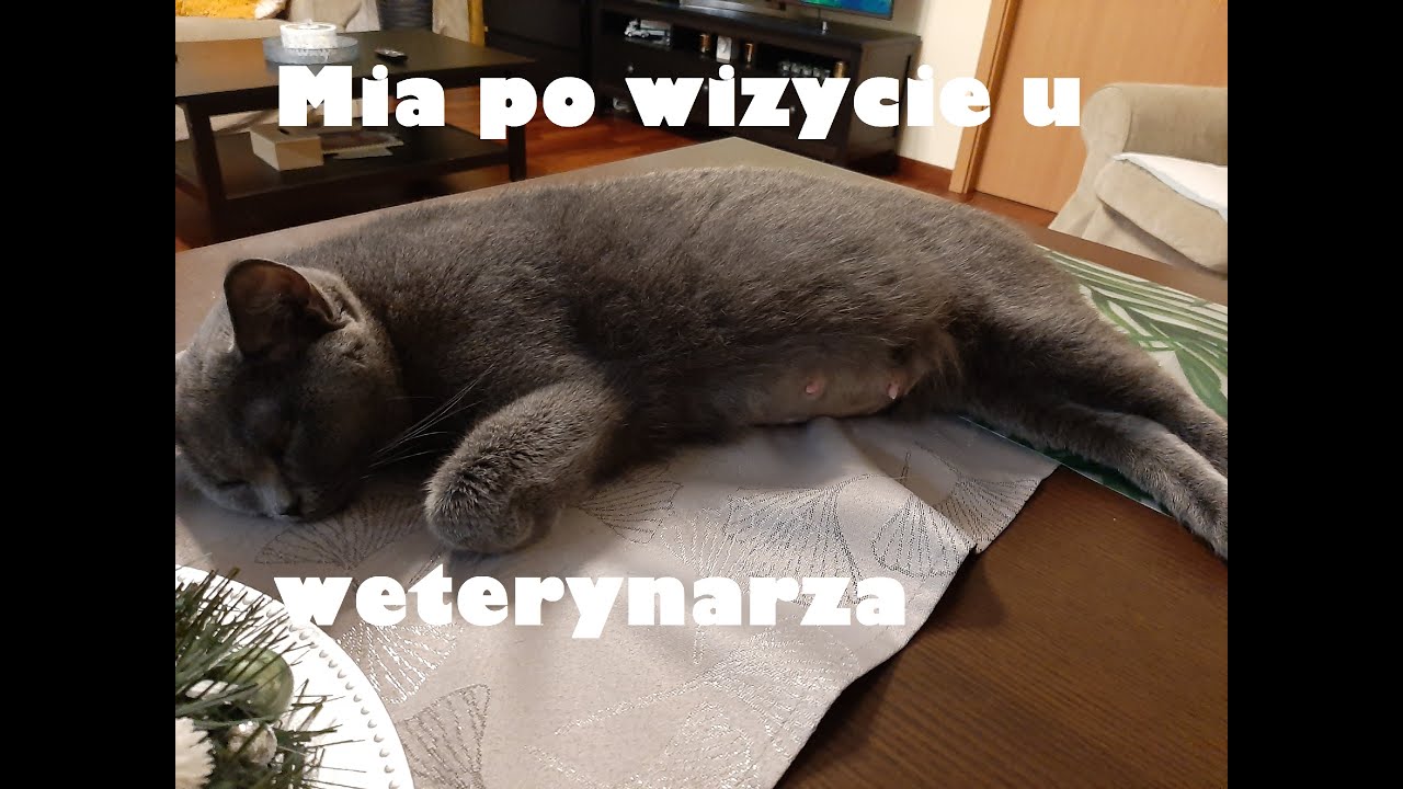 Kolejna wizyta Mii u weterynarza. Czy jest kotna?