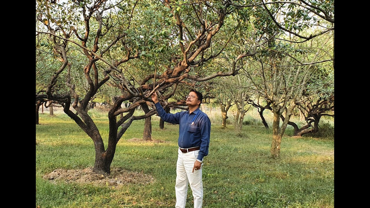 Experimental Station | Department of Fruit Science | Created By: Dr. Bhanu
