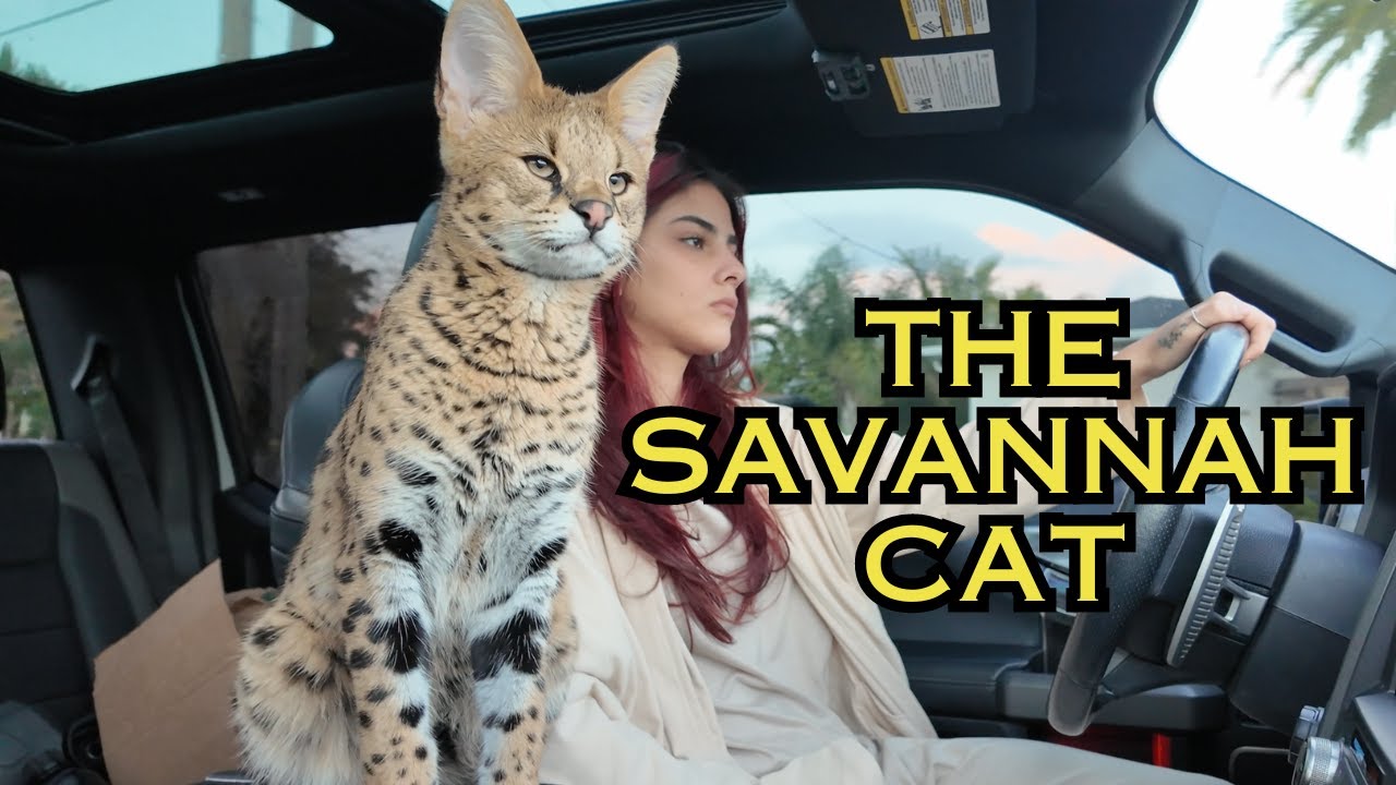 The Ultimate Guide to Owning a Savannah Cat: Tips & Must-Know Facts!  [2024]