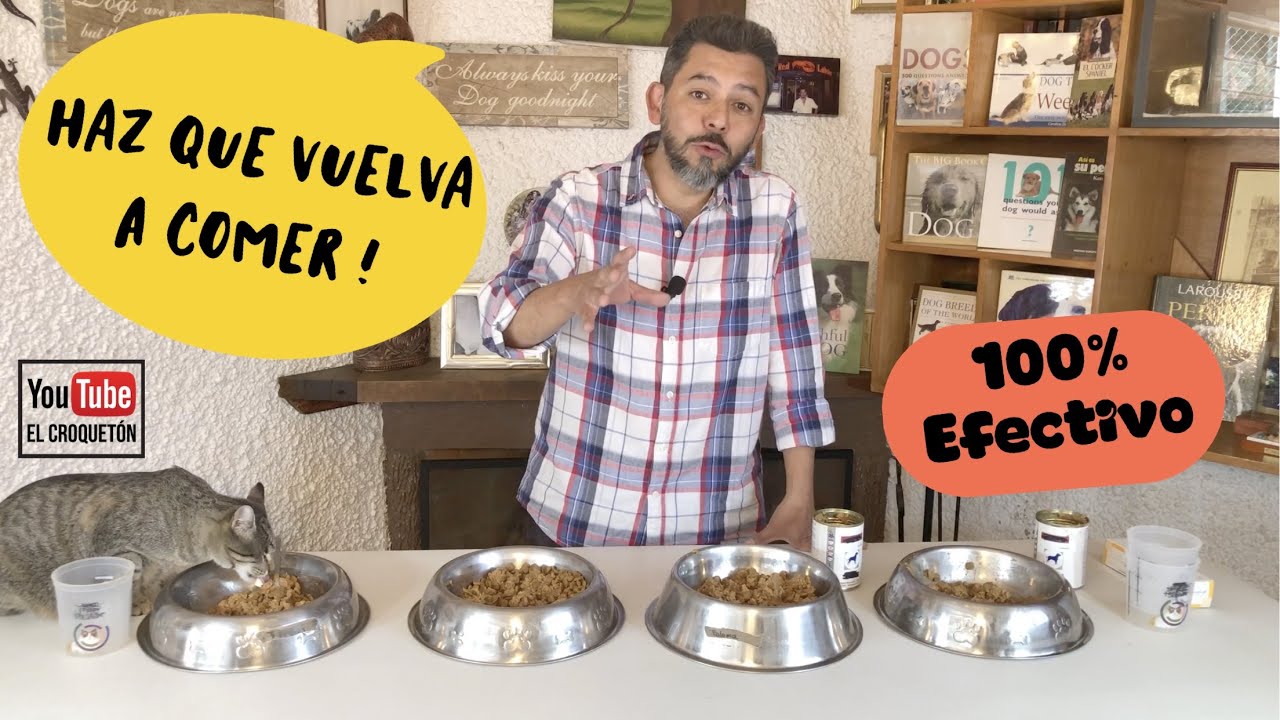 MI PERRO NO QUIERE COMER CROQUETAS / PORQUE MI PERRO YA NO SE QUIERE COMER SU COMIDA