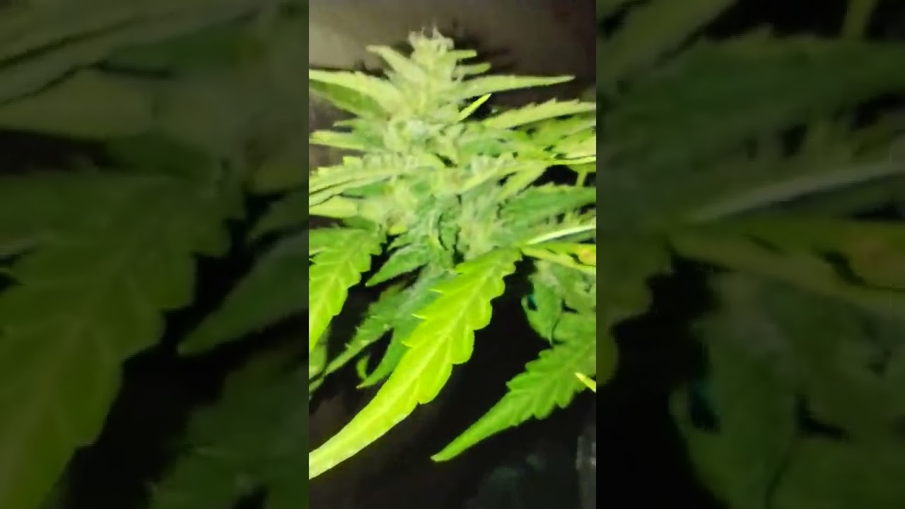 Autofiorente Purple Queen 5 settimana di fiorititura