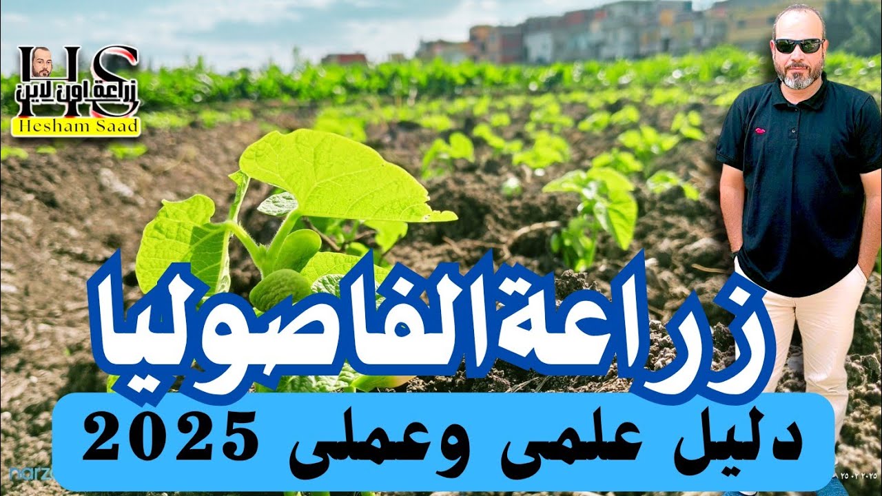 زراعة الفاصوليا فى مصر2025:دليل علمى مع هشام سعد