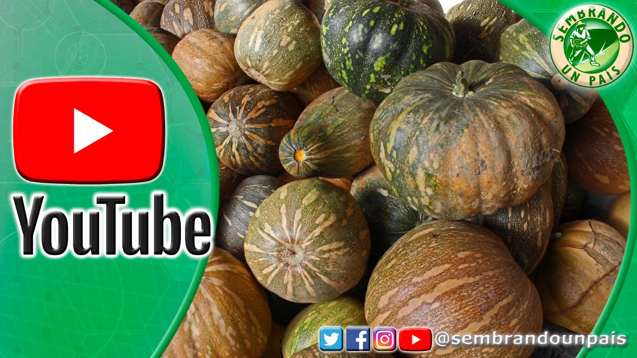 🎃🌱Auyama o Calabaza. Parte#1: Ventajas del Cultivo🌱🎃