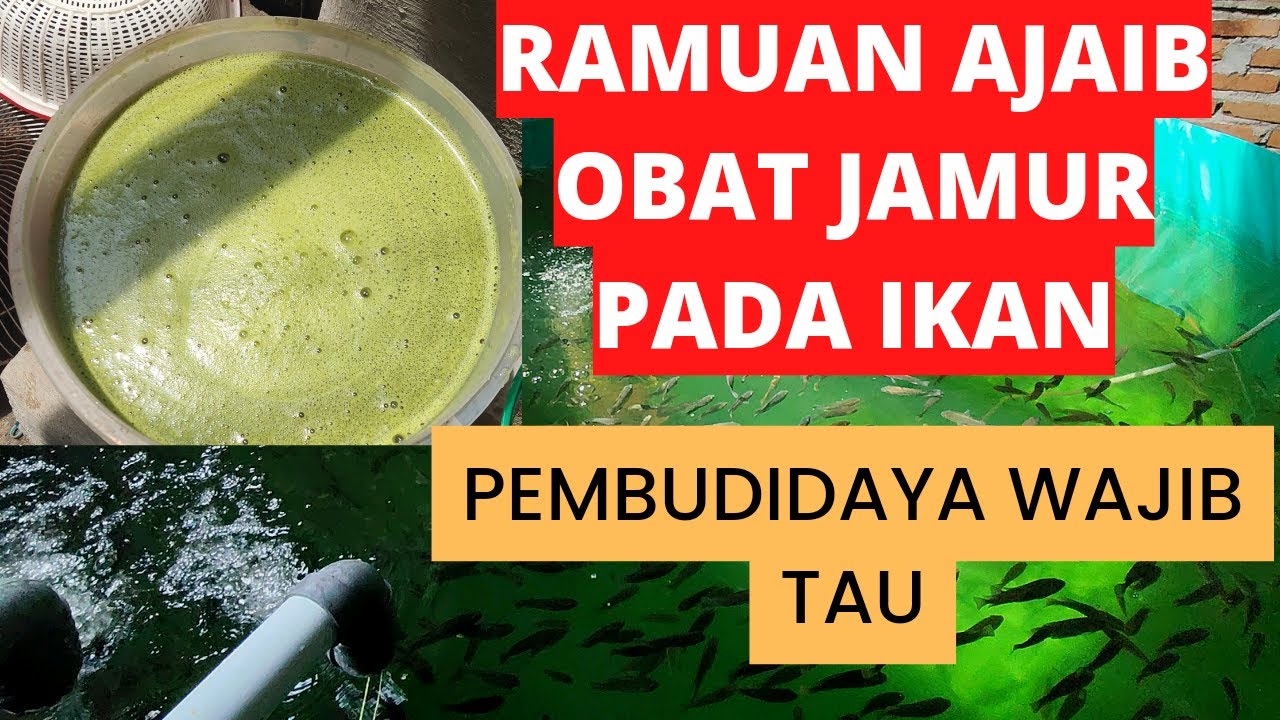 Ramuan ajaib untuk atasi jamur dan menambah kekebalan Ikan Nila di kolam Ras