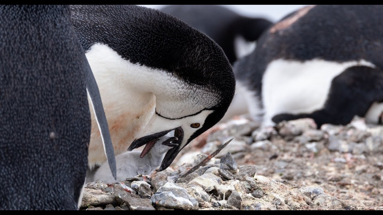 The South Shetlands Islands