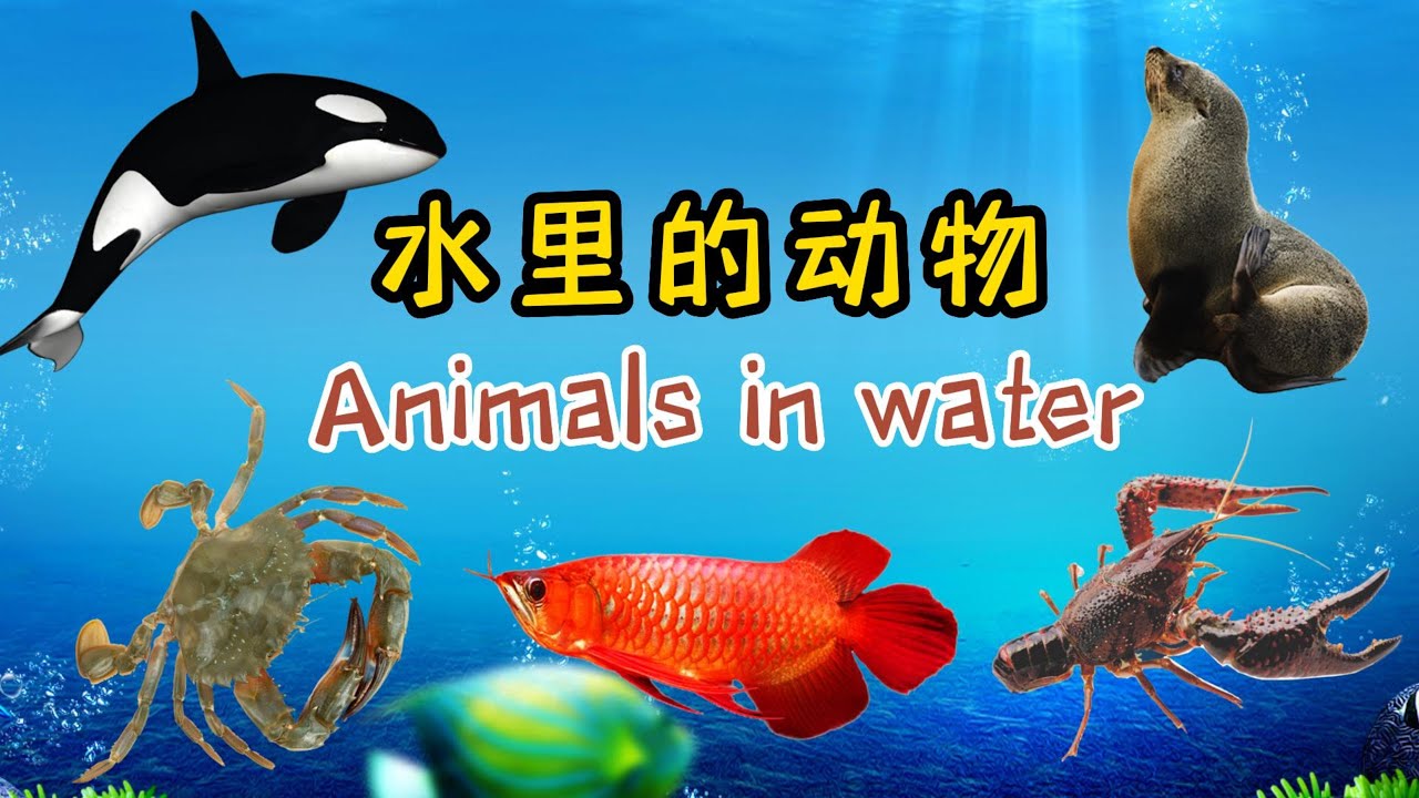 水里的动物 | Animals in Water | Learn Animals Sounds and Names | 中文加油站GG |@Chineseclass365
