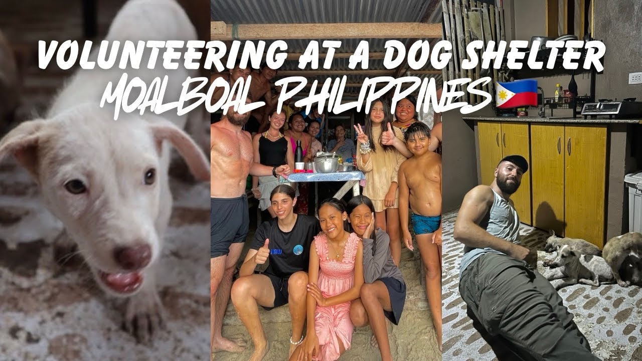 Volunteering at a dog shelter in the Philippines | Moalboal Cebu🇵🇭