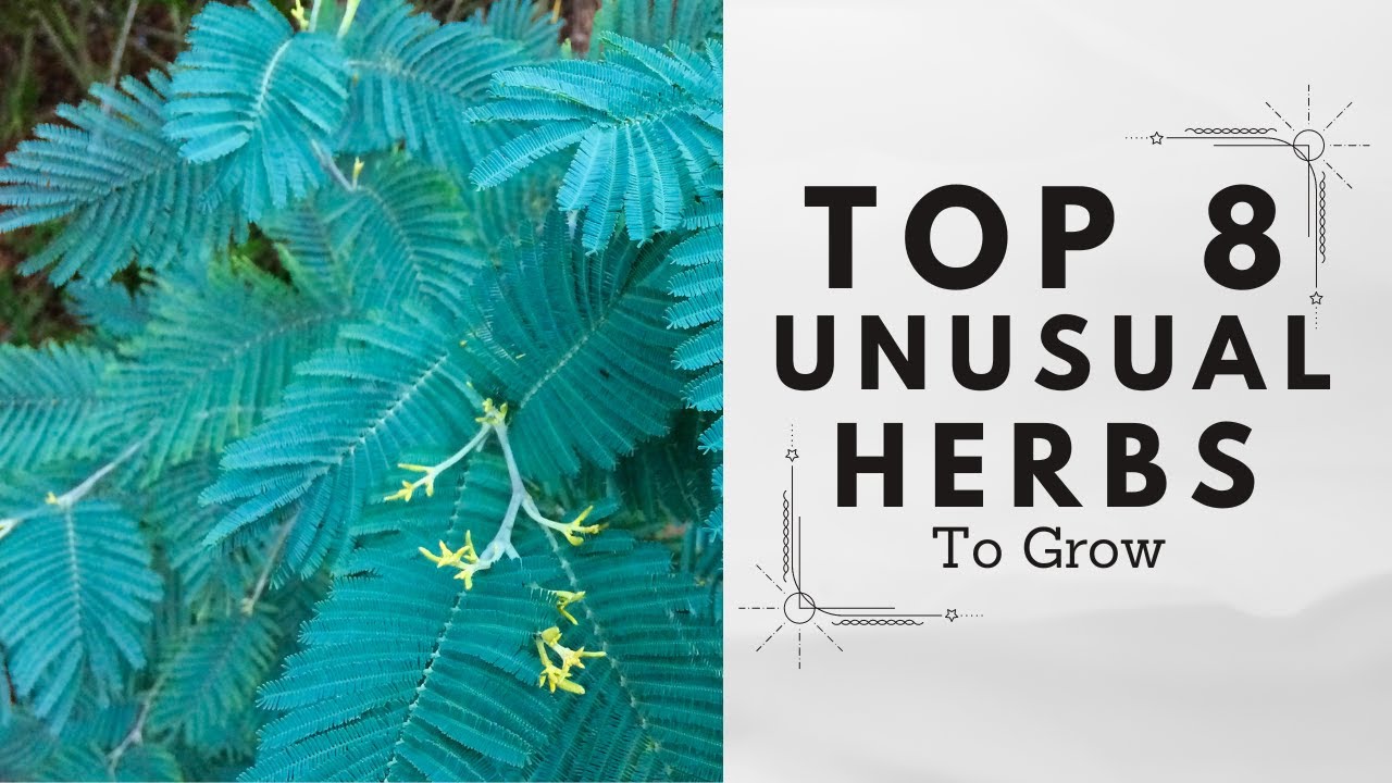 Top 8 Unusual Herbs to Grow