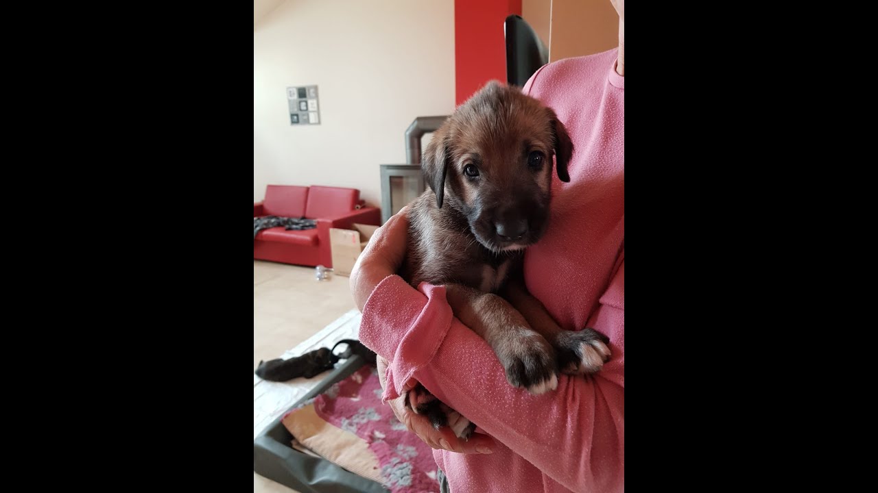 Irish Wolfhound Fiona Fang-mich 1. Film 'Da bin ich!'