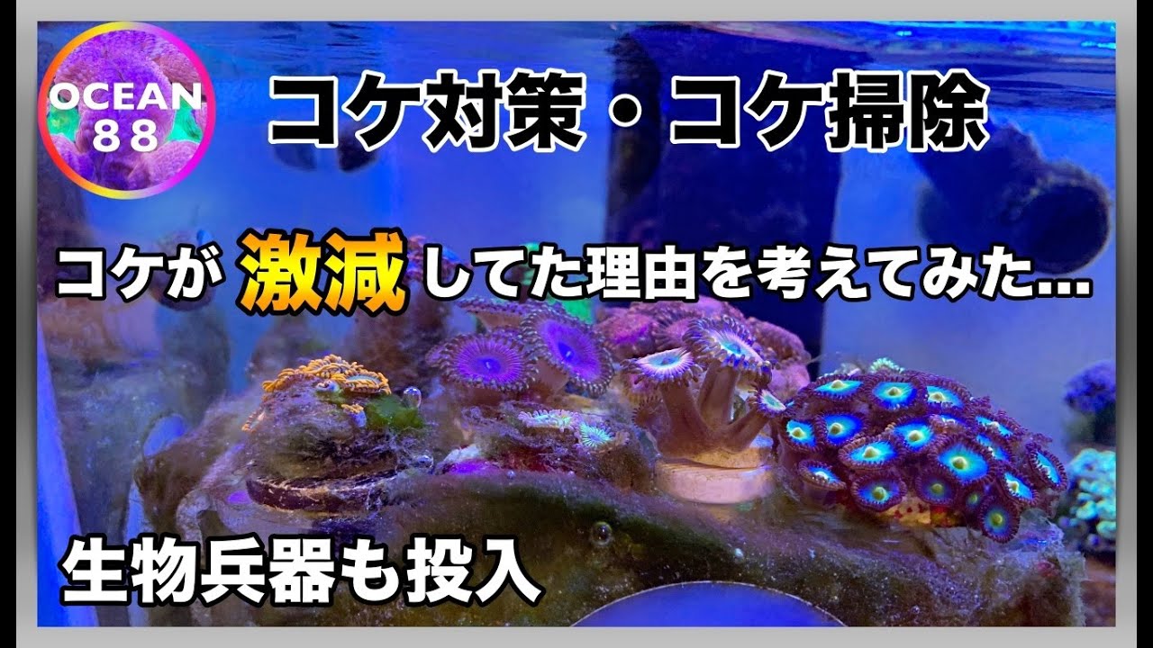 【海水魚水槽・サンゴ水槽】コケ掃除・コケ対策　コケが激減した理由を考えてみた...　（フシウデサンゴモエビ・トゲアシガニ・ハナビラタカラガイ）