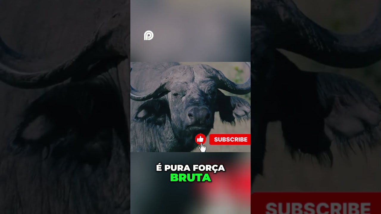 Búfalo Africano  A Força Brutal da Savana Africana!