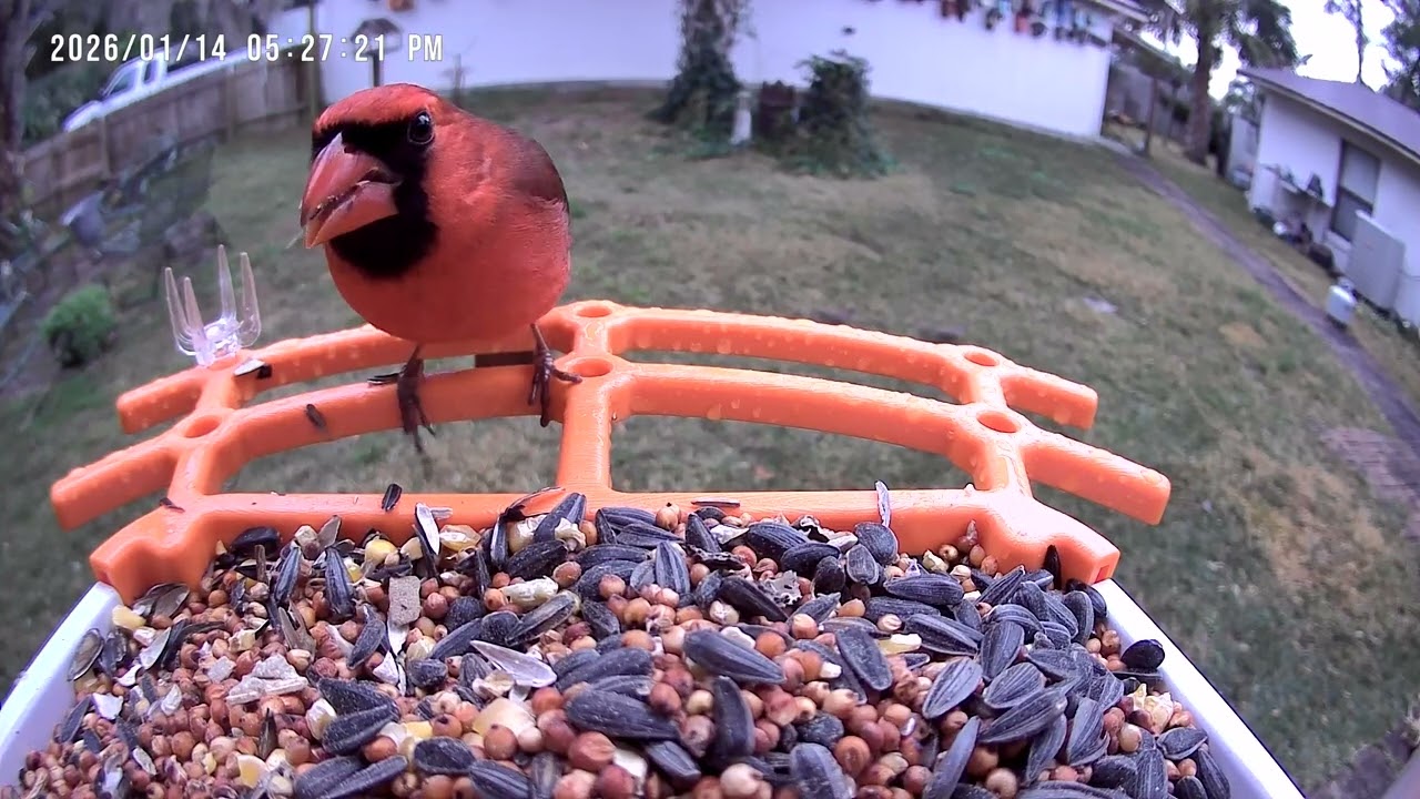 Northern Cardinal