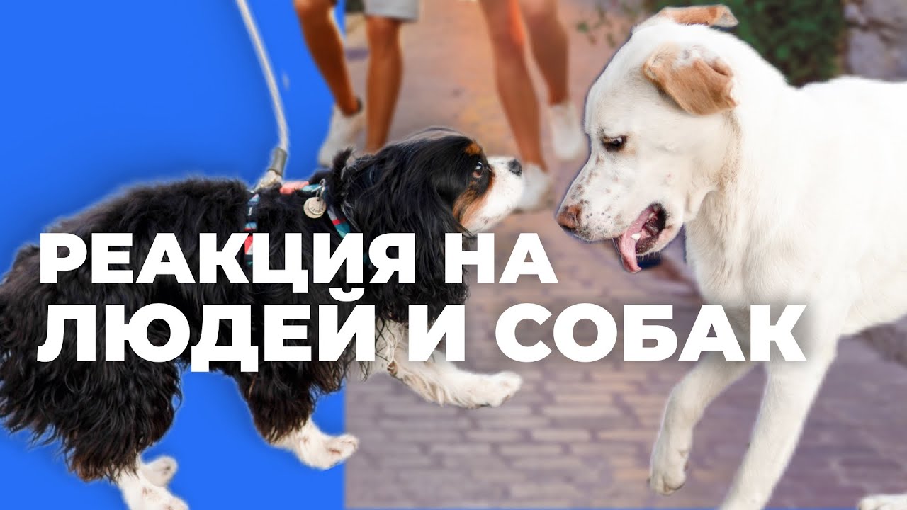 Собака рвётся к людям и собакам 🎙️ реальные ошибки владельцев