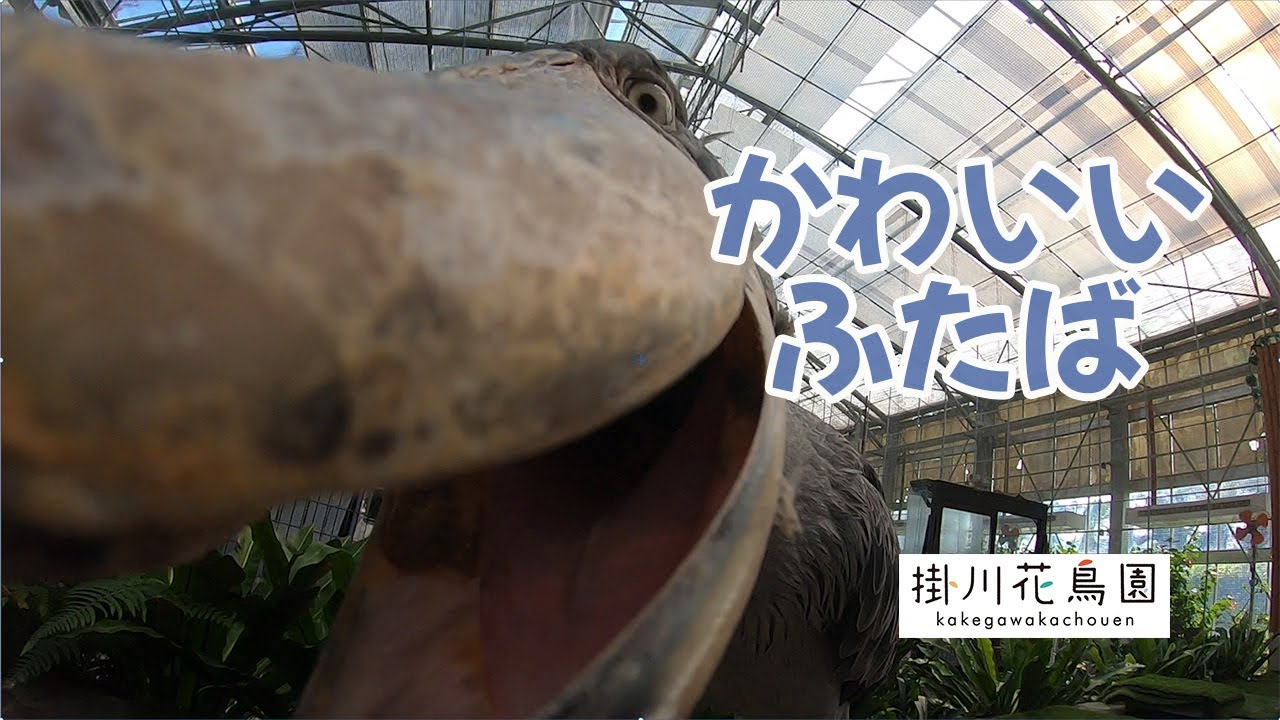 ハシビロコウ「ふたば」間近で見る。口の中までかわいい。動物を愛でるとよくわかんないこと言ってしまう。【掛川花鳥園公式】