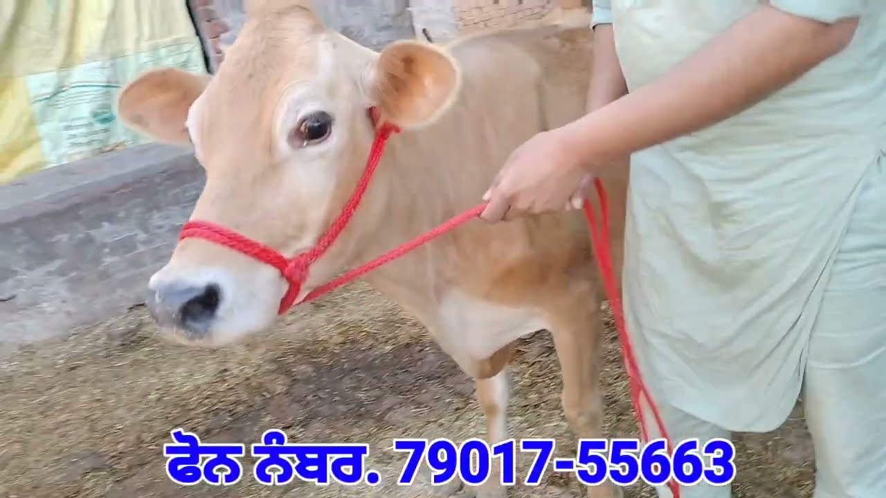 ਬਾਈ ਦੀਆਂ ਸੋਹਣੀਆਂ 6 ਵਹਿੜਾਂ ਵਿਕਾਊ👉 3 ਚੰਗੀਆਂ ਜਰਸੀ ਵਹਿੜਾਂ ਵਿਕਾਊ❤️Three Jersey Cows and H. F Cross Sale 