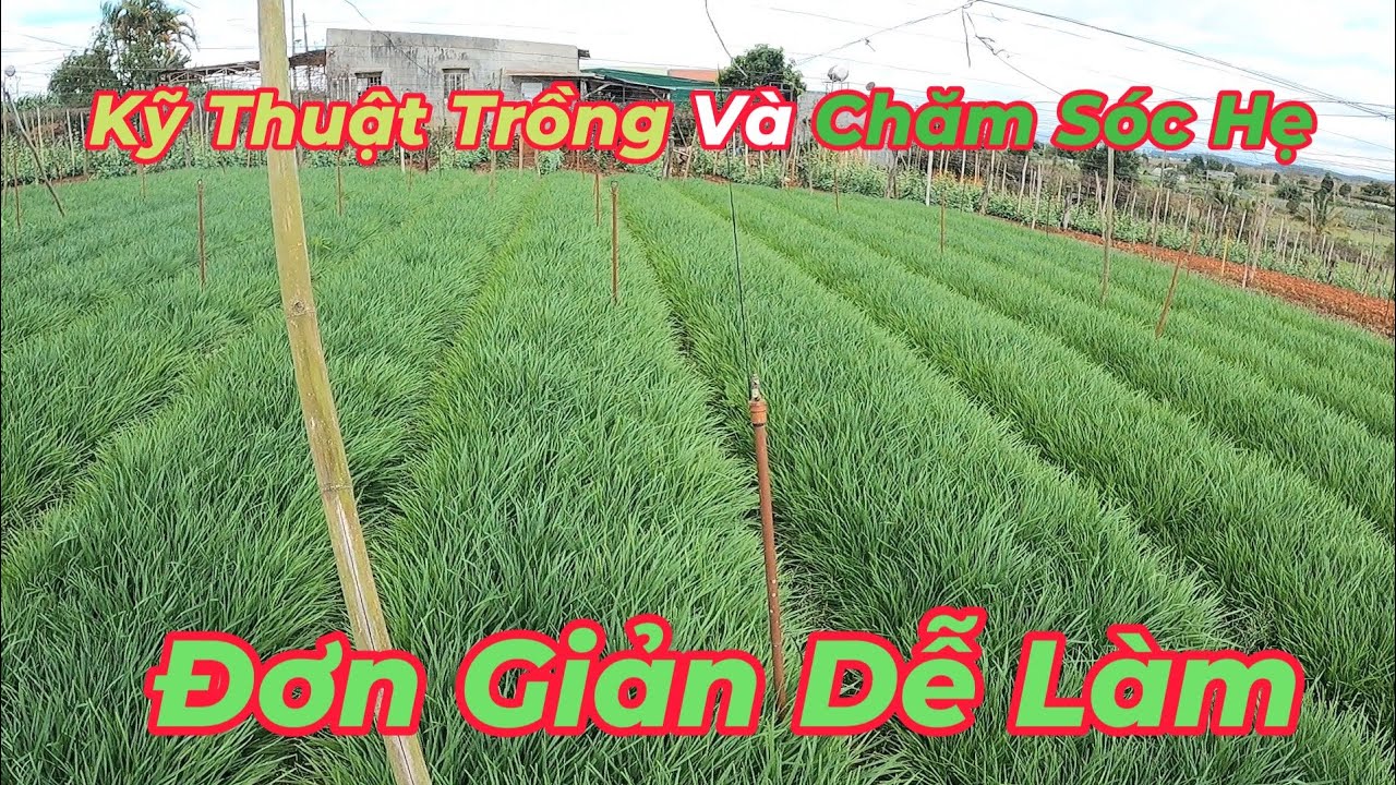 Kỹ Thuật Trồng Và Chăm Sóc Hẹ Thu Hoạch Được 1,5 Năm Đến 2 Năm | Su Hào TV